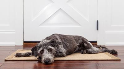 Vomito del cane? Potrebbero essere succhi gastrici