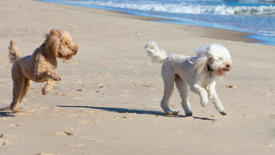 Cura del pelo del barboncino al mare, quali prodotti scegliere