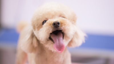 Pelo del cane e cambio di stagione, quali prodotti usare