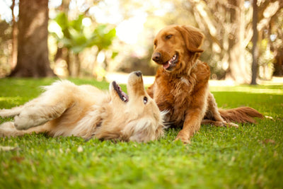 Perchè il tuo cane ha bisogno di integratori