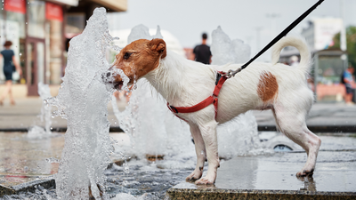 SOS Estate: bere molto e dalla propria ciotola