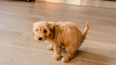 La potenza dei probiotici: intestino sano, cane felice