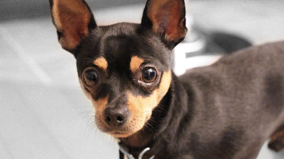 Il mio cane è stressato! Aiuto, cosa devo fare?