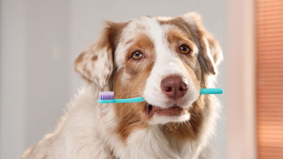 Igiene orale per cani: un sorriso sano, senza carie e tartaro