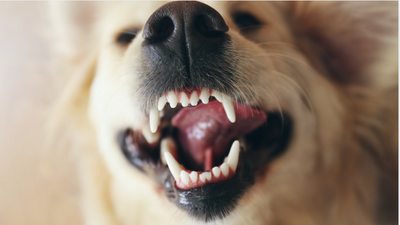 Guida definitiva per la salute dentale canina