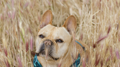 Proteggi il tuo cane dai forasacchi in estate