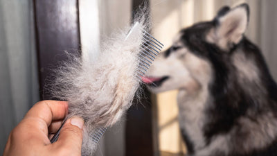 Il mio cane perde il pelo, cosa fare e come prevenire