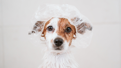 Cura del manto e della cute del tuo cane, come scegliere i prodotti giusti