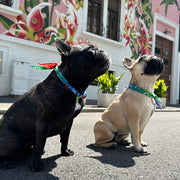 accessori per bulldog jampy