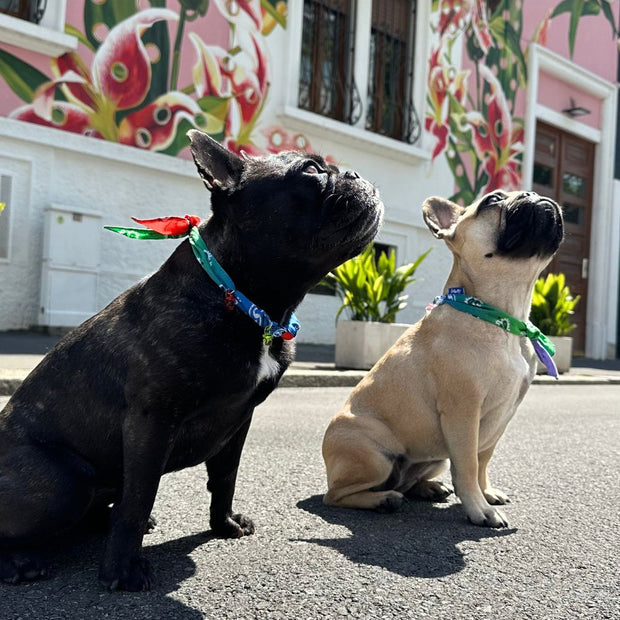 accessori per bulldog jampy