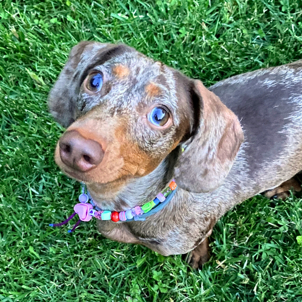 Accessorio Jampy per cani in stile collanina fai-da-te