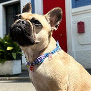 accessori per cuccioli jampy