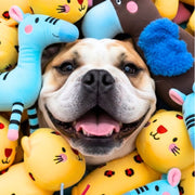 migliori giochi resistenti per cani