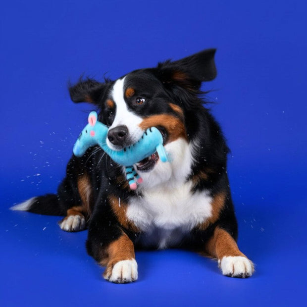 gioco sicuro per il cane tutte le razze cucciolo jampy