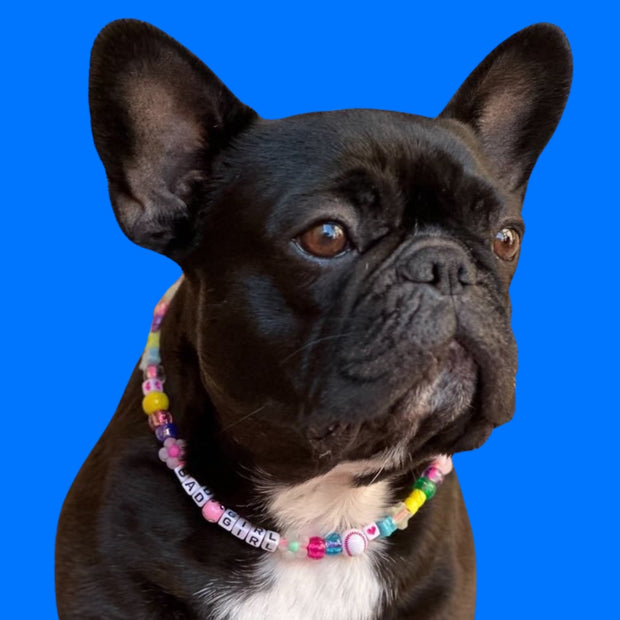 accessori con il nome per il tuo cane firmato jampy